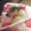 https://uk.holidog.com/ImagesPetSitters/AA355CFA-647A-4E22-9182-19336B4F1354_square_120.jpg Pampered-Pets-in-Lillington-77883-2