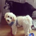 https://uk.holidog.com/ImagesPetSitters/AA636FE4-068D-4397-A428-9D97D9A0BDBC_square_120.jpg Dog-lover-with-lots-of-experience!-68472-1