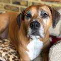 https://uk.holidog.com/ImagesPetSitters/AB2D1E4D-FD19-4D5F-B84D-8D219B9B19DA_square_120.jpg Chessington-Doggy-Care-404065-2