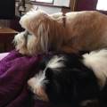 https://uk.holidog.com/ImagesPetSitters/ABC2B9DA-8B48-4149-8148-51434BF1C631_square_120.jpg A-warm,-loving-home-for-your-pets-243880-3