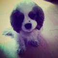 https://uk.holidog.com/ImagesPetSitters/ABC9A000-4490-4A01-B4D7-7BB5AF7F287A_square_120.jpg paradise-for-dogs--130838-2