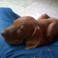 https://uk.holidog.com/ImagesPetSitters/AD9185AD-98BC-475C-8774-9FD3211E53AA_square_120.jpg Petsitter-116356-2