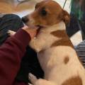 https://uk.holidog.com/ImagesPetSitters/AE4E5EF9-0FE1-4E9D-BF3A-AE98D79FDFB7_square_120.jpg Reliable-pet-sitter-79062-1