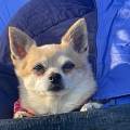 Happy-dog-happy-family!-623133-2