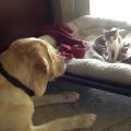 https://uk.holidog.com/ImagesPetSitters/AE6106BD-2C70-4772-8562-4F38D17552A1_square_120.jpg Animal-Lover!--88173-1