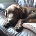 Dog-Loving--57969-1