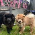 Trusted-Dog-Walks-Near-You-629109-1