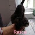 https://uk.holidog.com/ImagesPetSitters/AED0DC33-964F-4938-8D9A-829E1DB83C3B_square_120.jpg We-love-cats-and-dogs!--605835-3