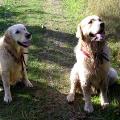 https://uk.holidog.com/ImagesPetSitters/AF75DFA2-8AF8-465E-9005-8EACEF8E39A4_square_120.jpg doggypaws-59064-3