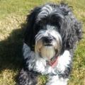 https://uk.holidog.com/ImagesPetSitters/AFB97BC4-9340-49D8-B3AB-4D33E0AD6B5F_square_120.jpg Happy-Home-from-Home--80273-0