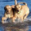 https://uk.holidog.com/ImagesPetSitters/B03B22AF-4AA0-4F32-A9AF-03008EF6E1E6_square_120.jpg Love-and-Compassion-for-Dogs.--212338-1