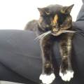 4-the-love-of-animals-239053-2