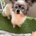 https://uk.holidog.com/ImagesPetSitters/B244CBE0-70BC-4D0B-893B-471D635B61DA_square_120.jpg 224321-0