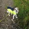 https://uk.holidog.com/ImagesPetSitters/B3D2C796-1560-4056-A55B-12B7692BFB12_square_120.jpg Dedicated-Dog-Walker-241732-1