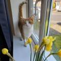 https://uk.holidog.com/ImagesPetSitters/B549CD77-F007-4572-9F6F-13B673CAE0A5_square_120.jpg Total-Animal-Lover-623983-2