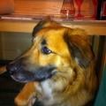 https://uk.holidog.com/ImagesPetSitters/B61CD9E8-3C1C-4823-9E51-C55247979533_square_120.jpg 56570-2