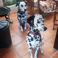Loving-dogsitter-💖-426086-2