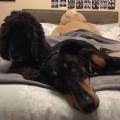 https://uk.holidog.com/ImagesPetSitters/B82C3544-08F6-4135-9C0E-2C936D6432CA_square_120.jpg Dog-lover-238416-2