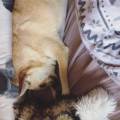 https://uk.holidog.com/ImagesPetSitters/B9FFF24D-C21D-4DE9-9143-DEF86C7F2DA6_square_120.jpg Passion-for-animals-210475-3