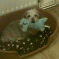 https://uk.holidog.com/ImagesPetSitters/BC994527-392A-43B1-B310-5DBFB6F8D193_square_120.jpg 49715-2