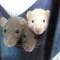 https://uk.holidog.com/ImagesPetSitters/BD08BB41-7FDD-4A86-A443-2CFD3AAD2026_square_120.jpg Experienced-petsitter--80670-0