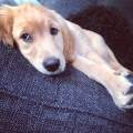 https://uk.holidog.com/ImagesPetSitters/BD46728C-50FB-4389-A61B-62720410727C_square_120.jpg Pampered-pets-Paradise-208447-2