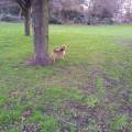 https://uk.holidog.com/ImagesPetSitters/BD59836D-67B3-4178-8A83-AF62636E8BC9_square_120.jpg My-dog-is-the-Prince-of-the-House-101562-1