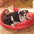 https://uk.holidog.com/ImagesPetSitters/BE68F5CC-3304-48C9-B595-9DF971355205_square_120.jpg 66897-2