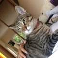 https://uk.holidog.com/ImagesPetSitters/BEF0CEBC-913D-41A6-AD03-B32292CE29A2_square_120.jpg Cat-Lover-203410-3