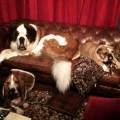 My-Passion-For-Animals-126242-1