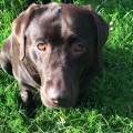 I-love-dogs-124546-0