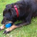 https://uk.holidog.com/ImagesPetSitters/BF9239B9-DB29-46CC-9399-19E961A889A7_square_120.jpg Cuddles-and-walks-in-the-park--53249-1