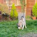 Home-Boarding-with-Large-Garden-650143-0