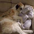 https://uk.holidog.com/ImagesPetSitters/C14226D5-6B4E-4BB3-9355-48C6A1D29508_square_120.jpg Dedicated-Dog-Walker-241732-2