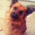 https://uk.holidog.com/ImagesPetSitters/C1F01F22-3421-4B80-963A-1552410BC465_square_120.jpg The-dog-lover!-200108-1