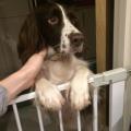 https://uk.holidog.com/ImagesPetSitters/C21054F9-F6C0-4510-8678-E4D3E0674F87_square_120.jpg paradise-for-dogs-75951-0