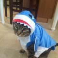 https://uk.holidog.com/ImagesPetSitters/C31F2E45-76D8-4569-931D-B1FFE661CEF9_square_120.jpg Cat-and-Dog-Person-214584-1