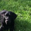 I-love-dogs-124546-1