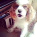 https://uk.holidog.com/ImagesPetSitters/C3711E41-EFFD-46FC-A48F-7C80A028D4A6_square_120.jpg paradise-for-dogs--130838-3