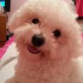 Dog-lover-73882-2