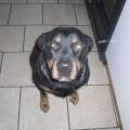 https://uk.holidog.com/ImagesPetSitters/C3EF2E82-2B64-4C74-B28B-D2FBF535CE83_square_120.jpg Petsitter-116356-1