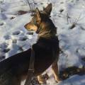 https://uk.holidog.com/ImagesPetSitters/C407E8C6-B079-4645-87AC-585B1677C849_square_120.jpg --8367-3