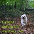 furballs-walking-and-grooming-214929-0