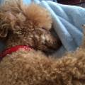 https://uk.holidog.com/ImagesPetSitters/C6291AEC-1365-45CA-9CB0-CF25661E986E_square_120.jpg Let-me-love-your-pets-100263-3