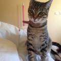 https://uk.holidog.com/ImagesPetSitters/C6343713-2F00-4334-AF0F-94E11528A6AD_square_120.jpg Cat-Lover-203410-1