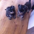https://uk.holidog.com/ImagesPetSitters/C64C6C98-05FE-4CD2-829C-C2537BC90513_square_120.jpg 53366-1