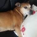https://uk.holidog.com/ImagesPetSitters/C69F207B-ACAF-466E-8811-B2A44E2C8DDA_square_120.jpg Woof-N-Wag-243914-2