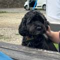 https://uk.holidog.com/ImagesPetSitters/C6FF2536-12DE-4587-BA2A-E0DDAB61A74C_square_120.jpg We-love-doggies--619890-0