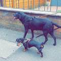 https://uk.holidog.com/ImagesPetSitters/C7F1F57B-9F2C-4E43-B3F8-2EA325F1B4F9_square_120.jpg Pet-Services-in-Manchester/Oldham--389456-0