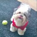 https://uk.holidog.com/ImagesPetSitters/C8C40999-2A87-41D5-8350-06D4F782484C_square_120.jpg always-playtime--67278-1